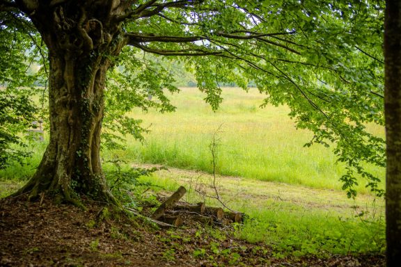 trees in Normandy